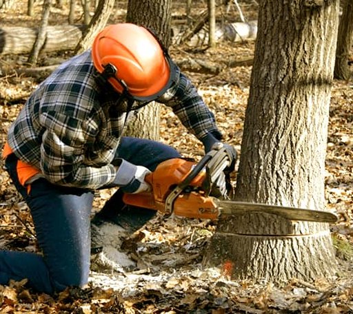 Tree Removal in Hume, IL